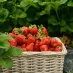 平台服务 - 江南体育